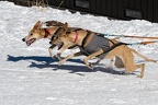 2022-01-29 Sunrise Dogsled Races