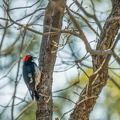 Acorn Woodpecker - Female