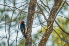 Acorn Woodpecker - Female