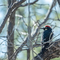 Acorn Woodpecker - Male