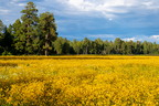 2026-09-09 Wildflowers