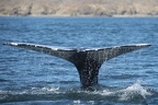 2017-03 Whale Watching, Magdalena Bay, Mexico